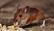 24 Hour & Emergency Exterminators in Loudonville, OH